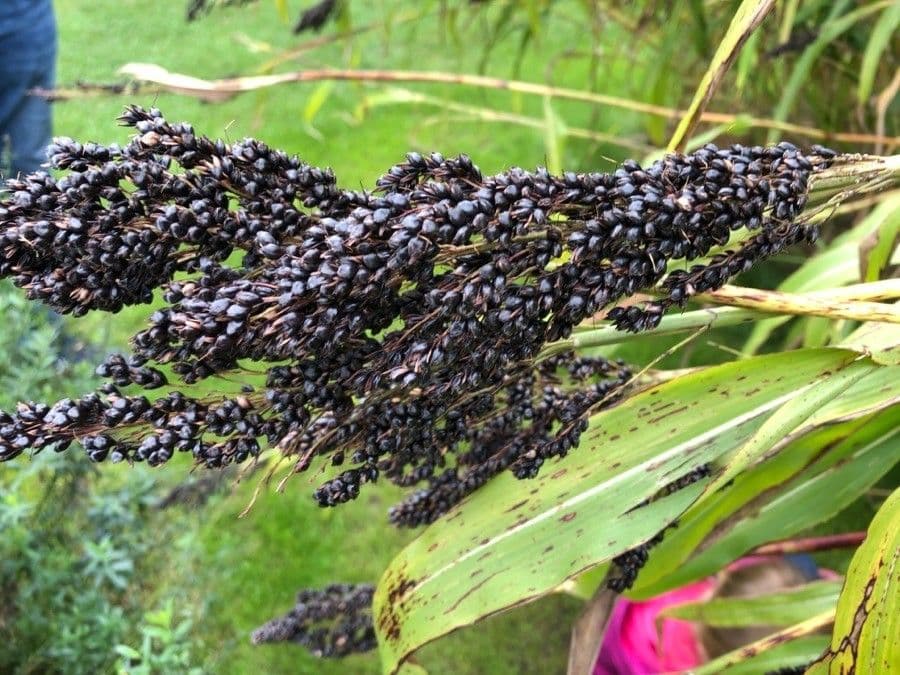 Sorgo 4