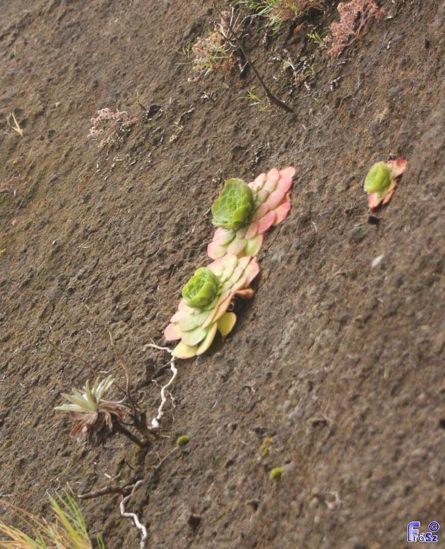 Aeonium 9