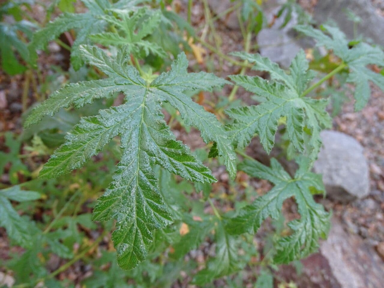 Pelargonio