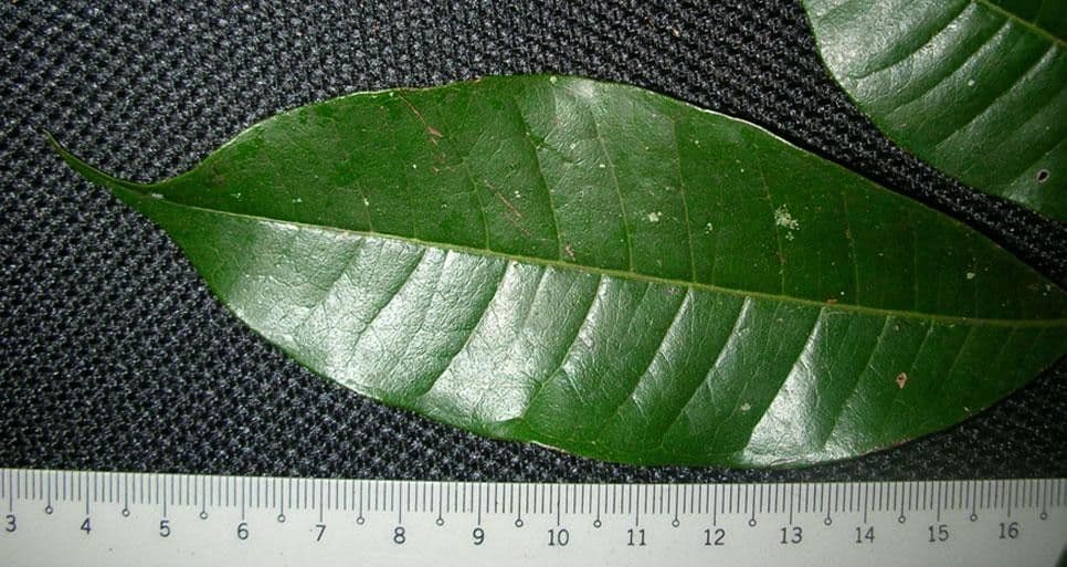 Myrcia 11