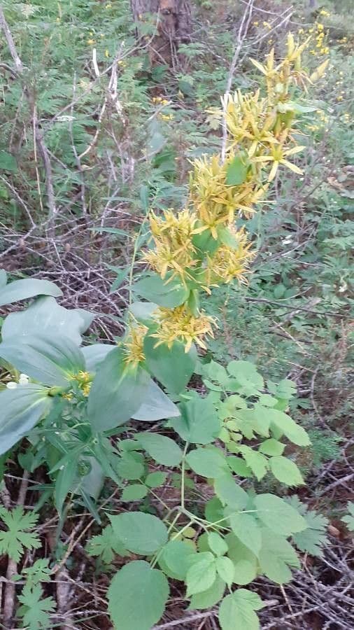 Genziana maggiore 26