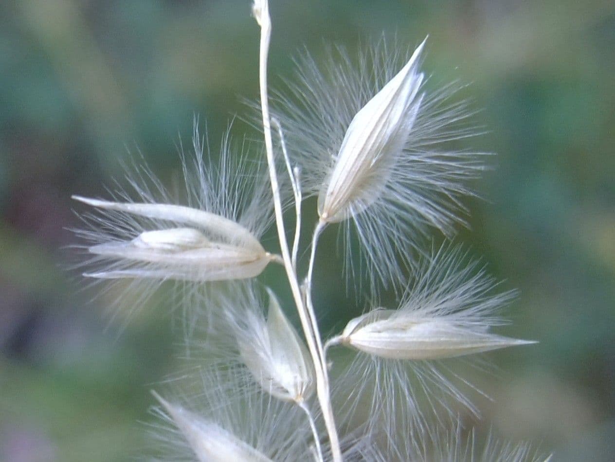 Espiguilla 4