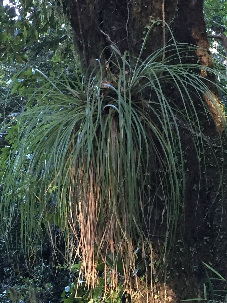 Fascicularia 11
