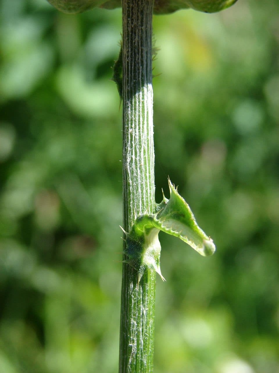 Mariendistel 23