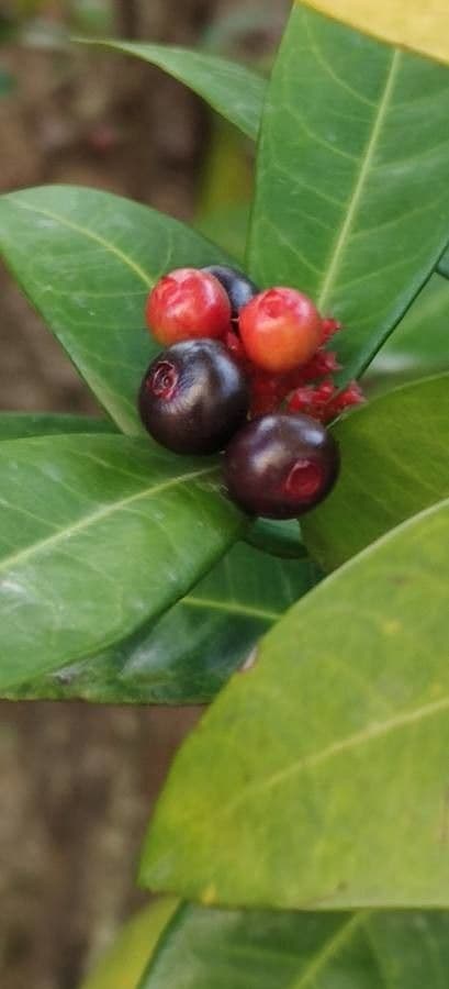 Ixora 5