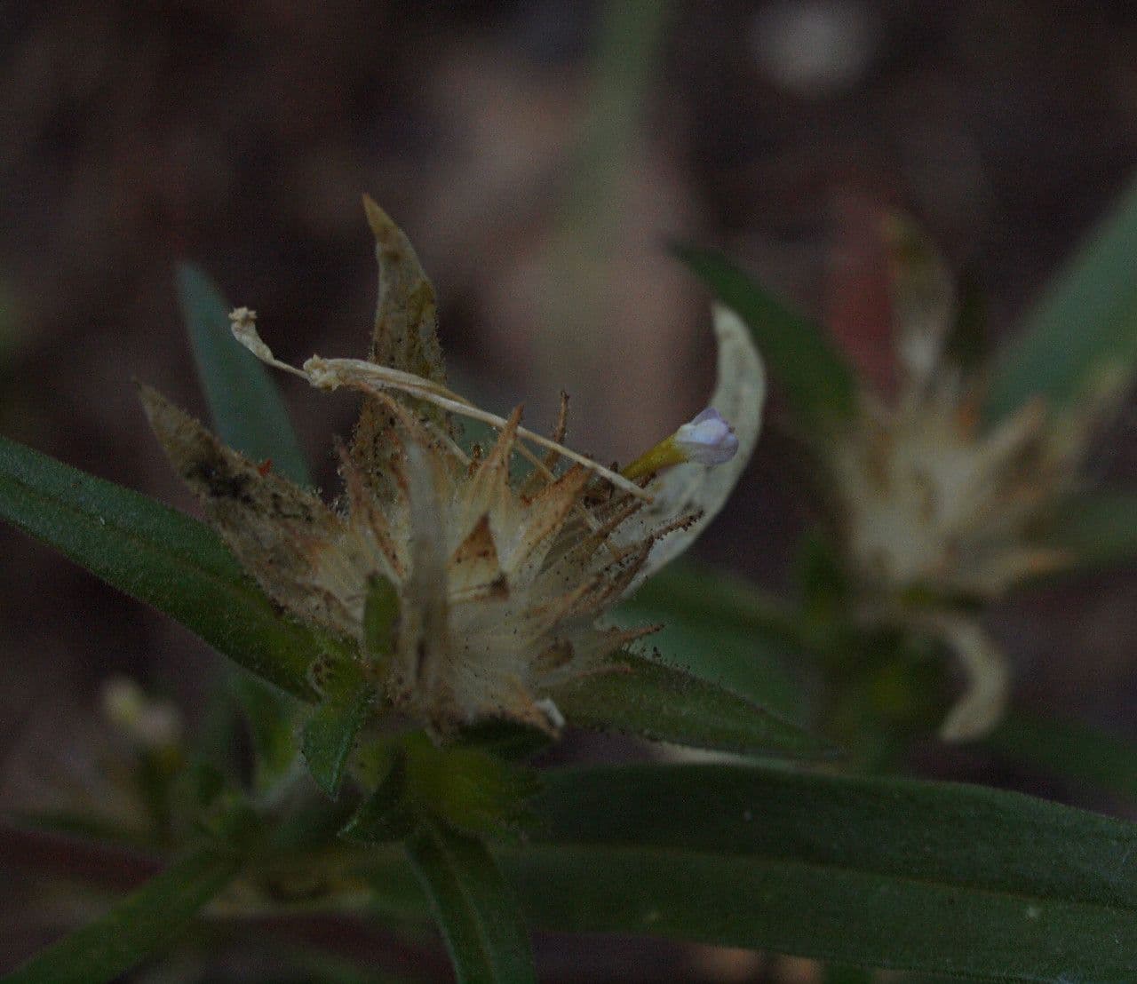 Collomia lineare