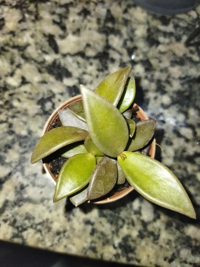 Lenophyllum 6