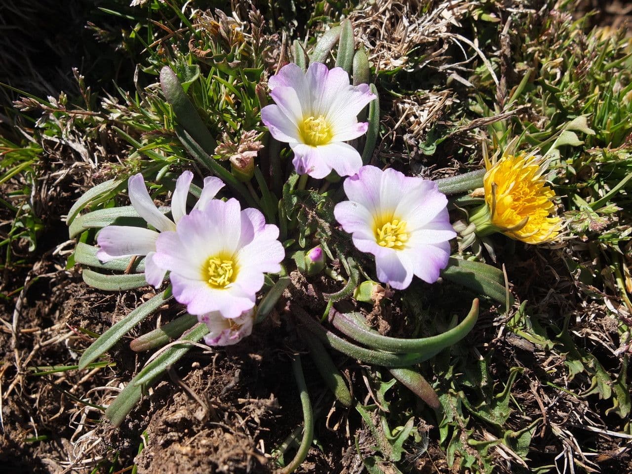 Calandrinia 2