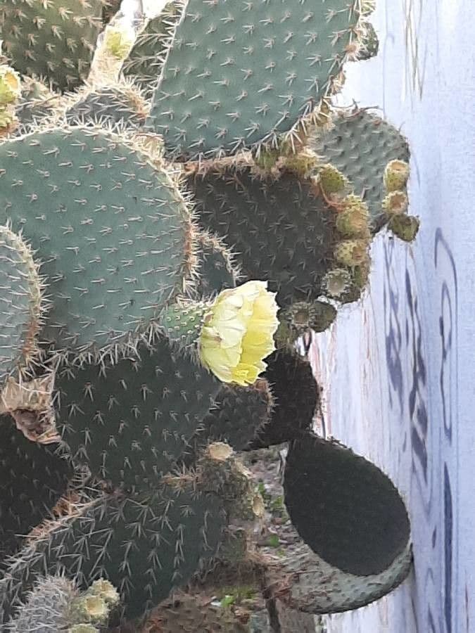 Opuntia leucotricha 6