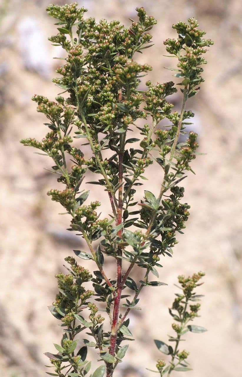 Lechea mucronata 3