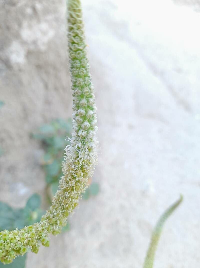 Semenec 3