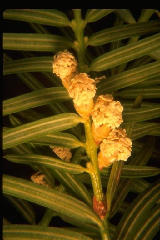 Torreya della California 6
