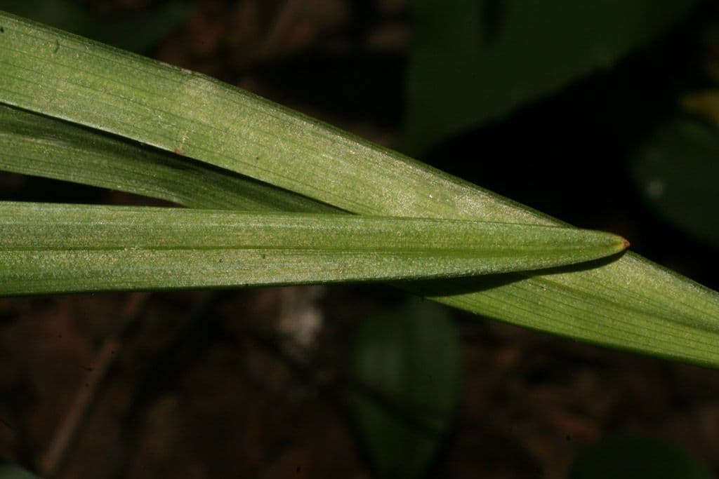 Stenanthium trávolisté 7