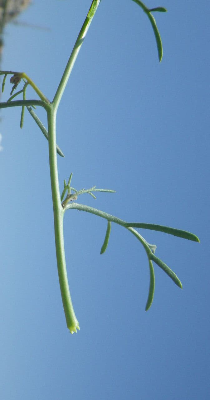 Erucaria 18