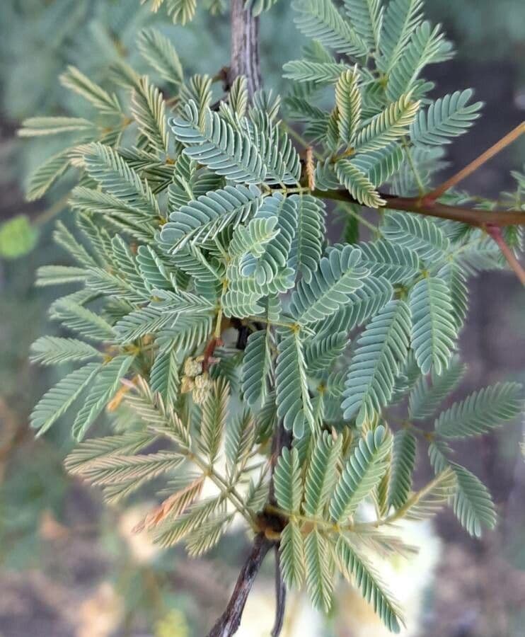 Senegalia 3