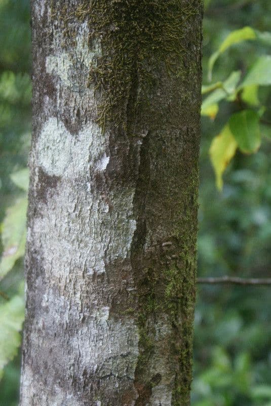 Syzygium 9
