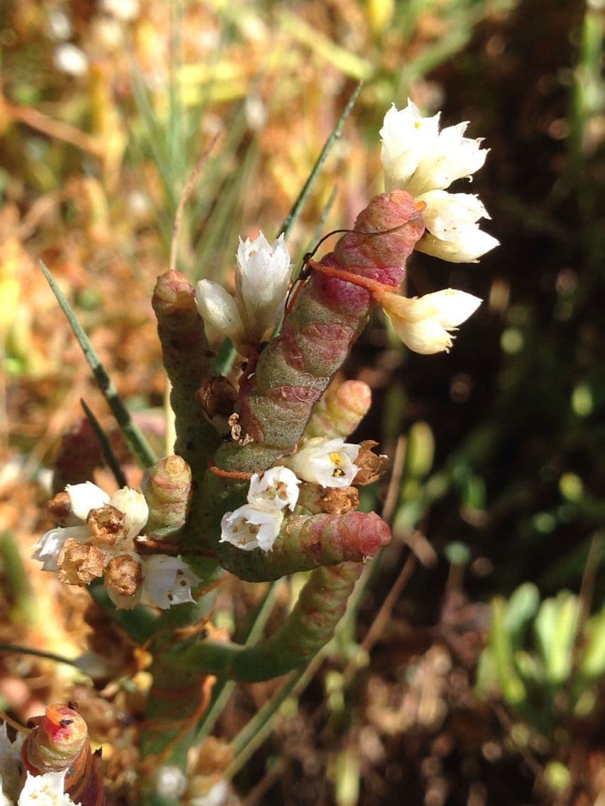 Cuscuta delle saline 4