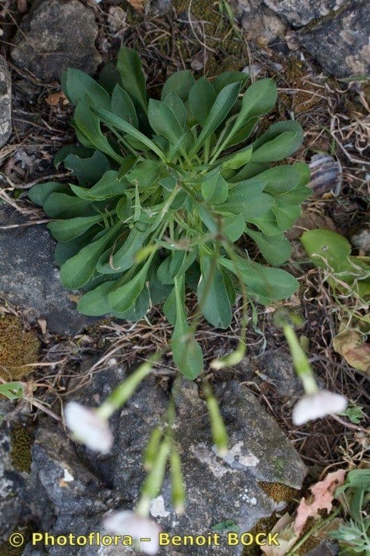 Silene longicilia