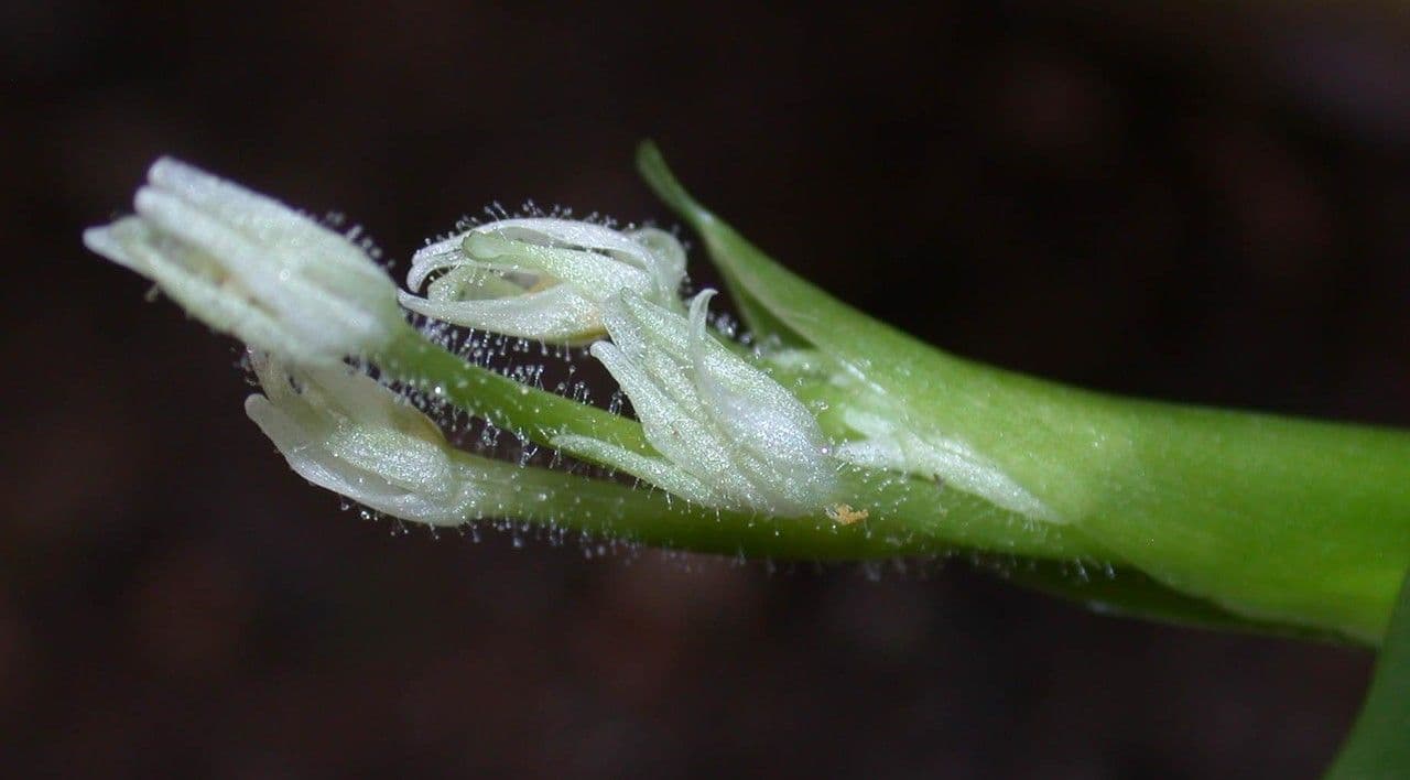 Heteranthera 16