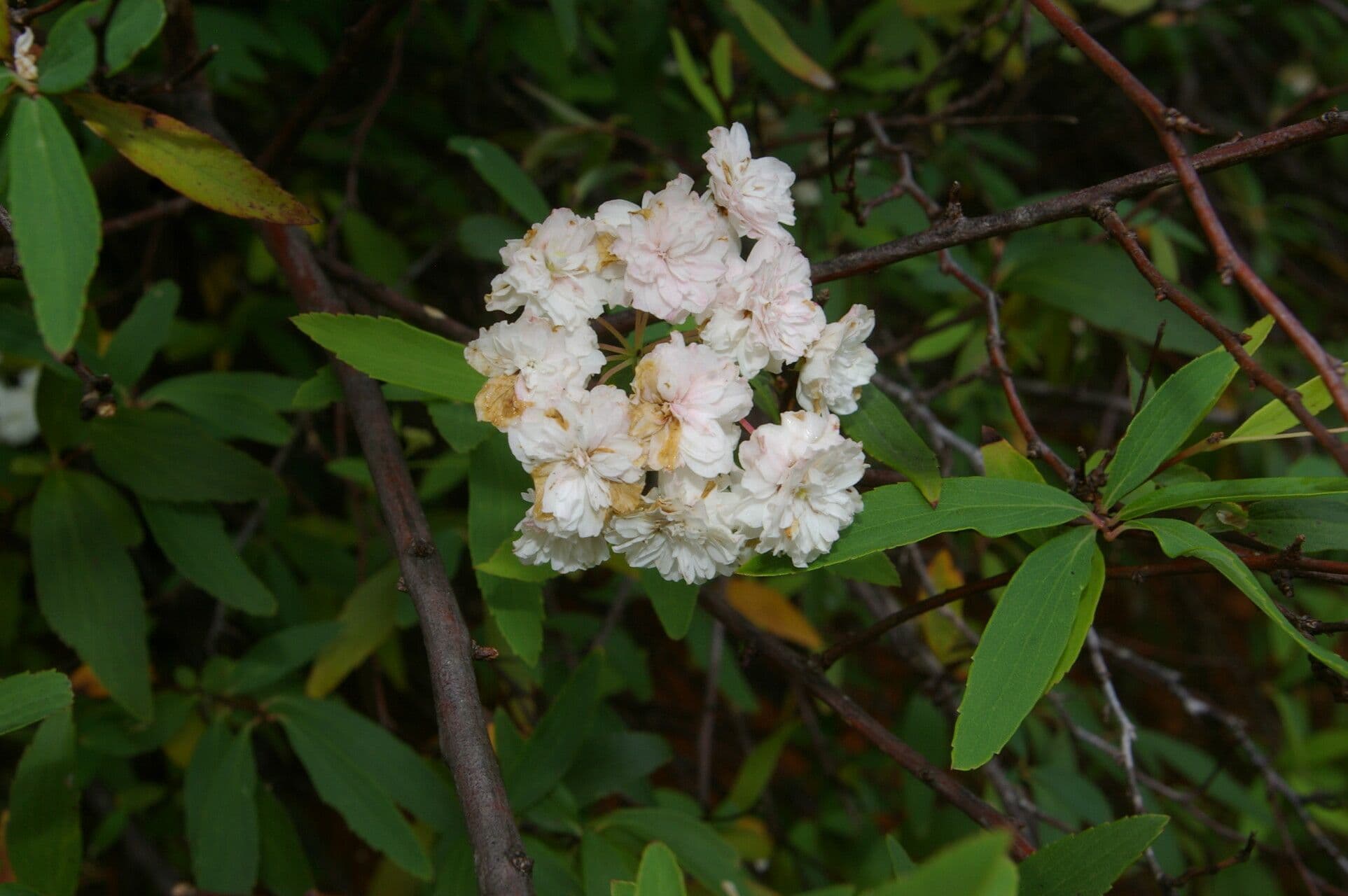 Ceanothus 4