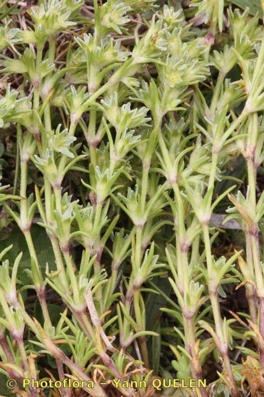 Scleranthus 19