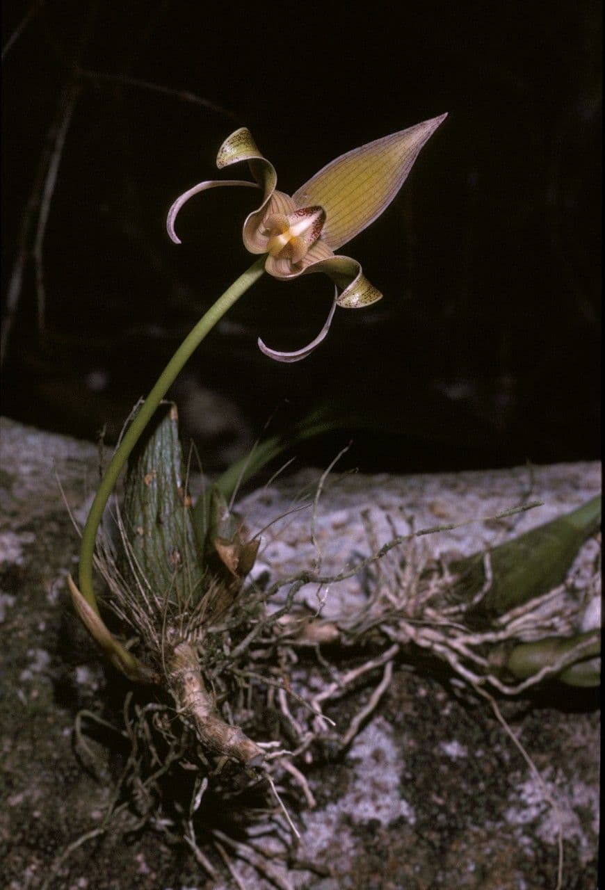 Bulbophyllum 6