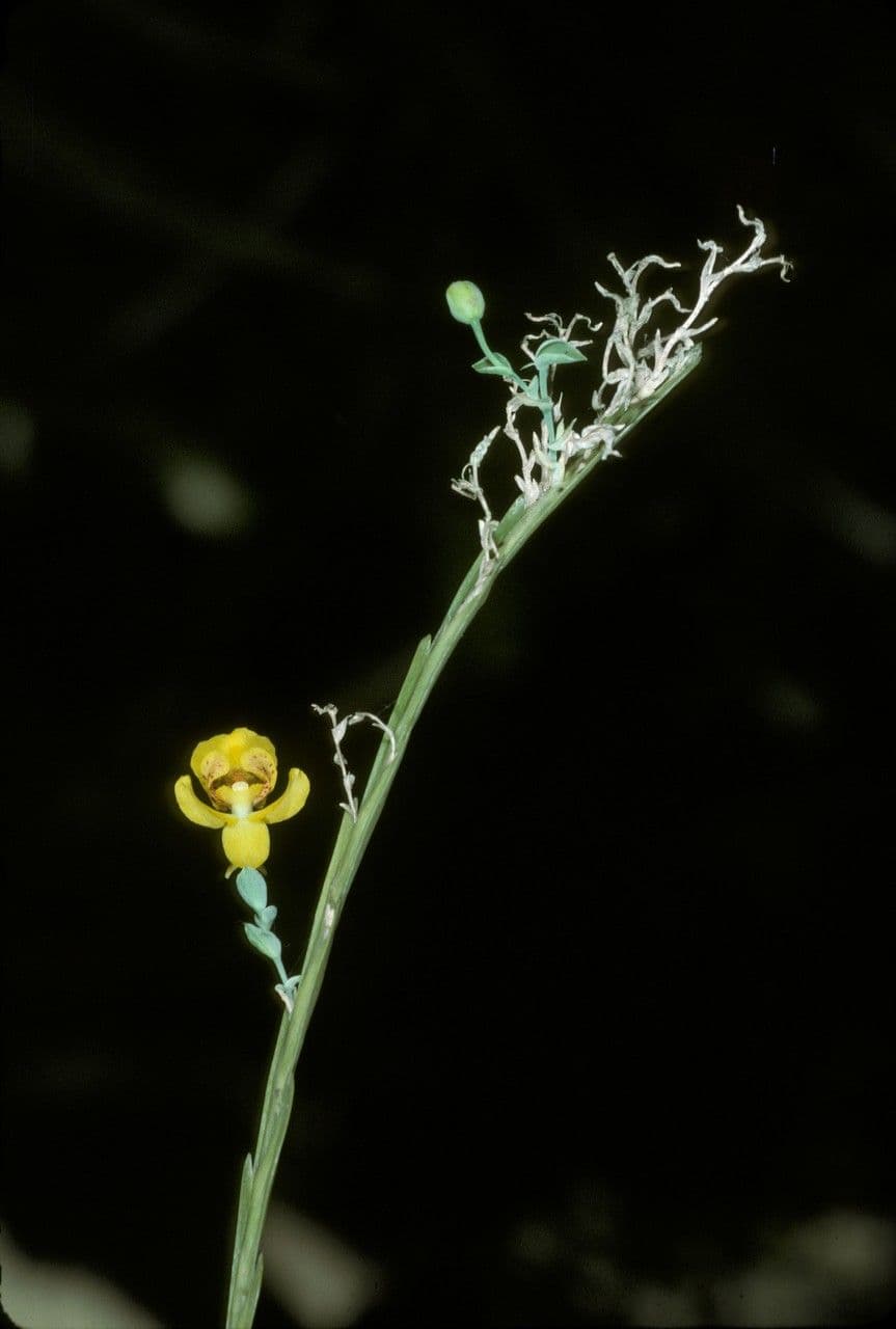 Lockhartia 4
