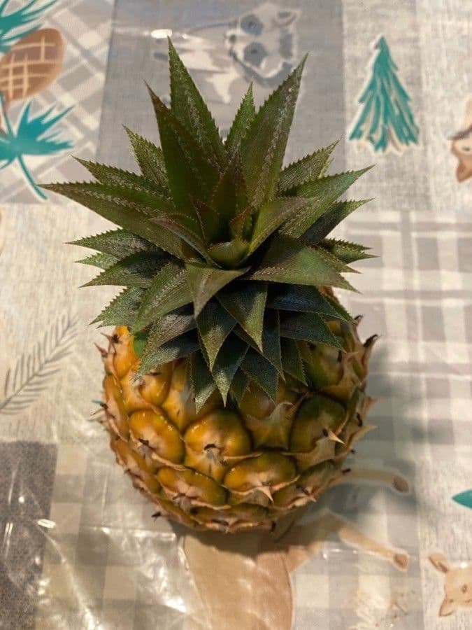 Ananas
