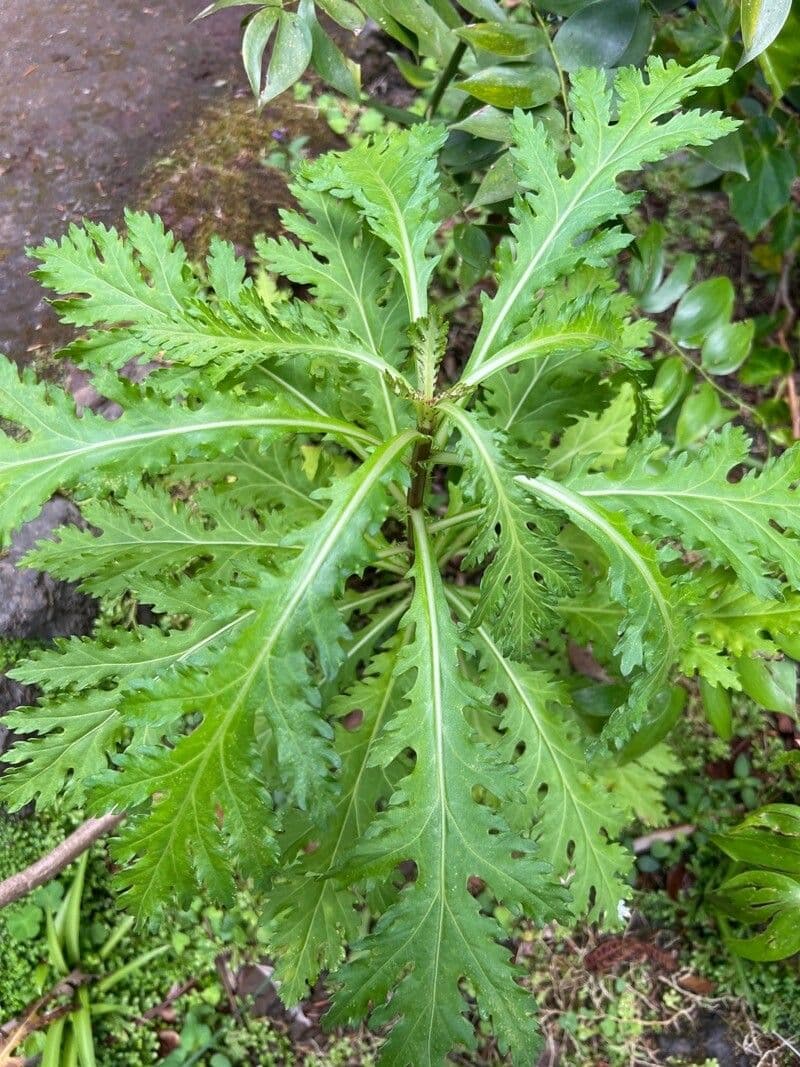 Argyranthemum 14