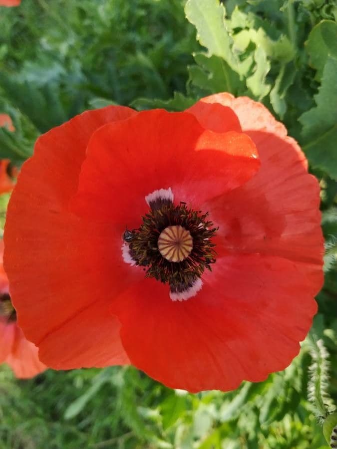 Klatschmohn 7