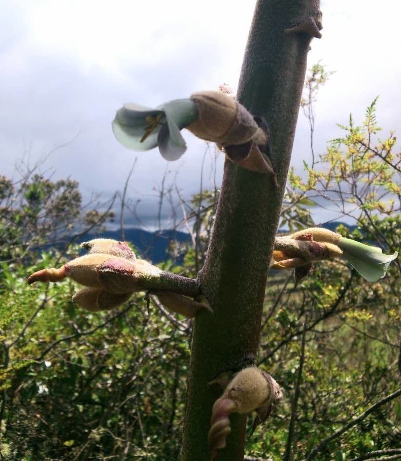 Puya 3