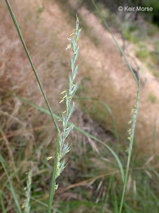 Leymus triticoides 5