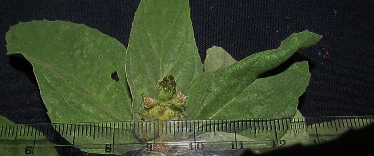 Croton argentato 3