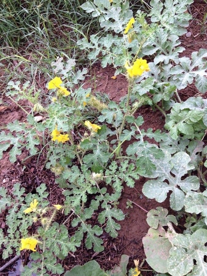 Solanum rostratum 19