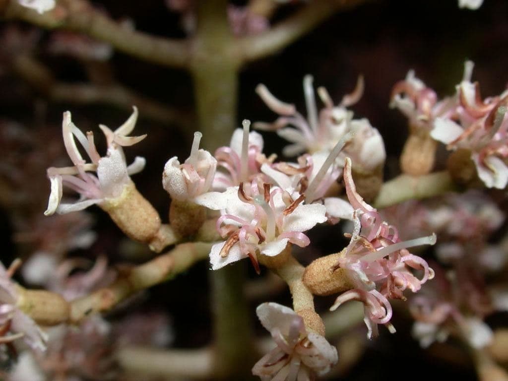 Miconia 3