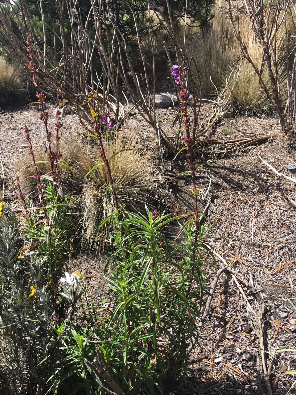Penstemon 6