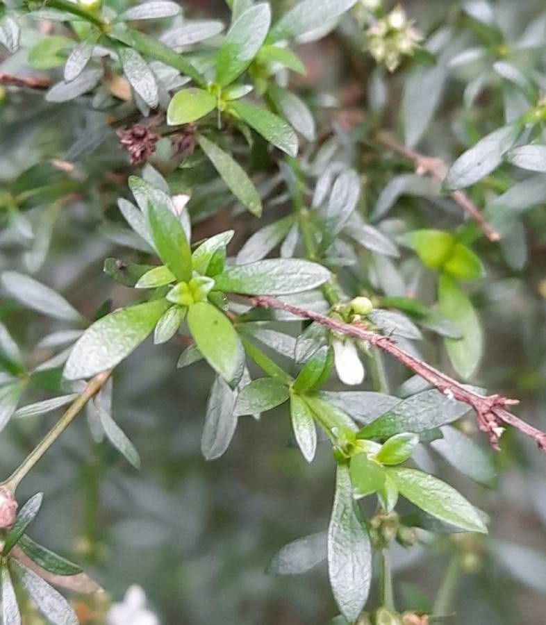Galianthe brasiliana 4