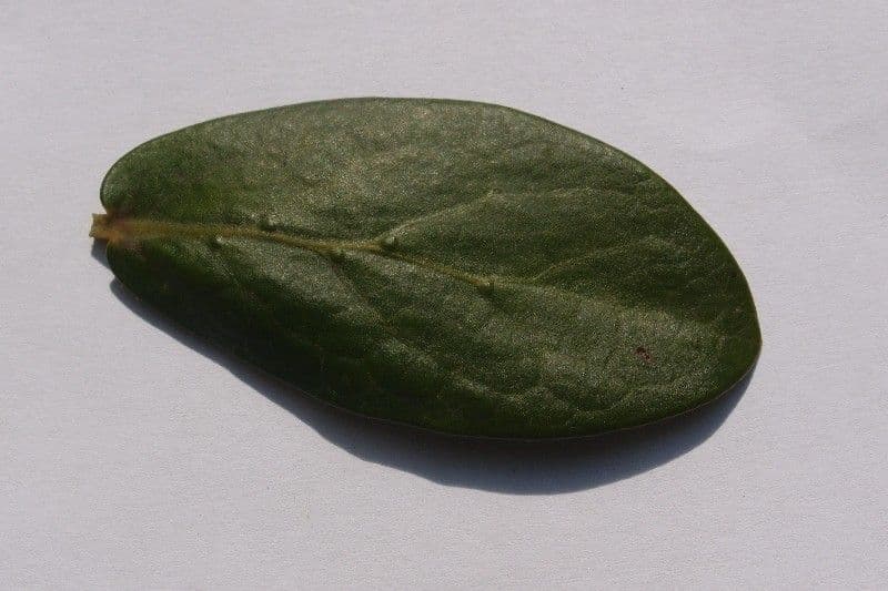 Pyrostria 23