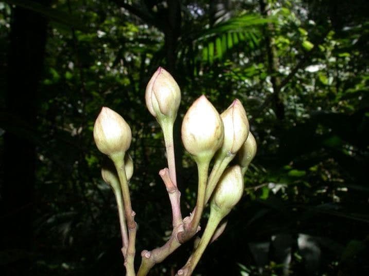 Ipomoea philomega 3