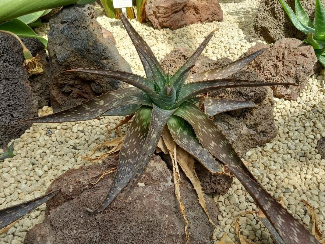 Aloe di Greathead 3