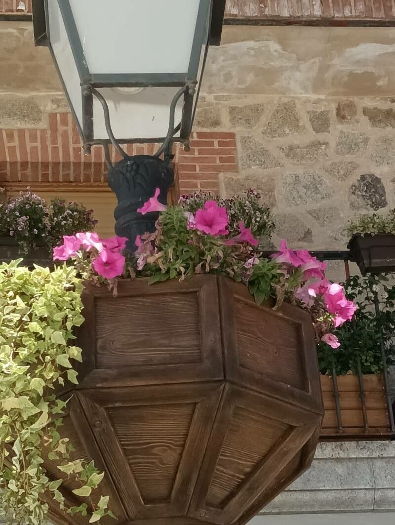 Petunia