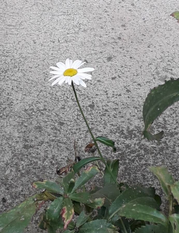 Große Margerite