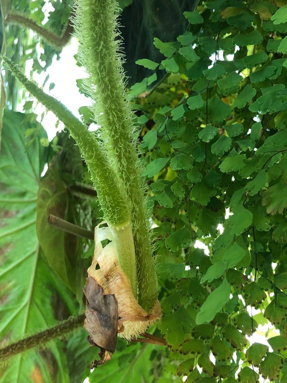 Warziger Philodendron 16