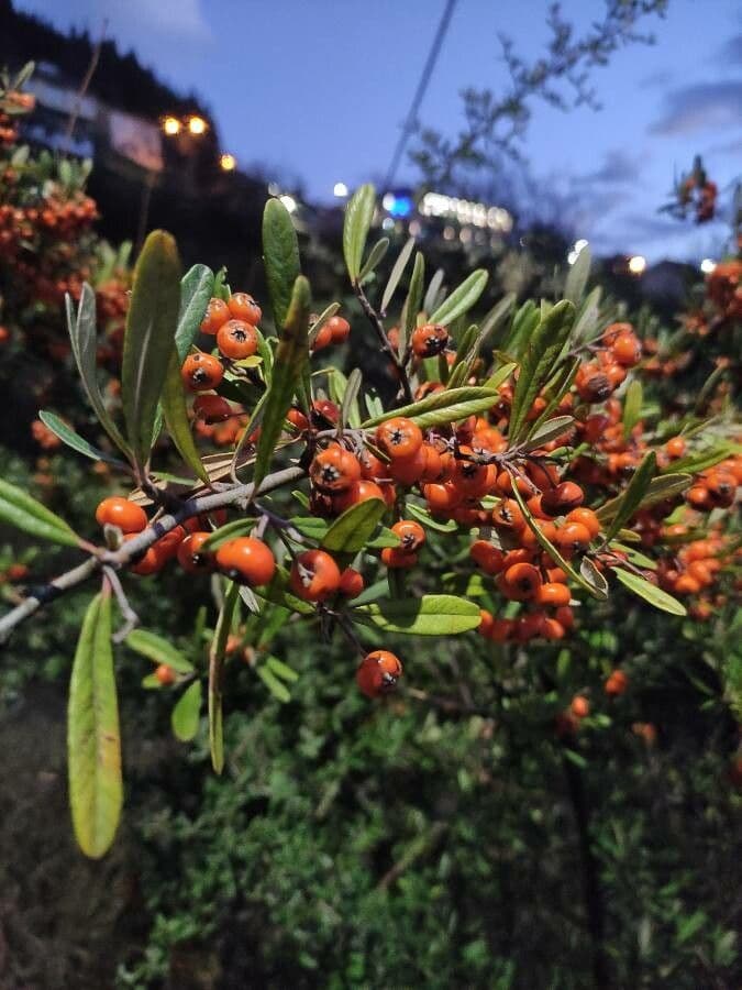 Pyracantha de Koidzumi 5