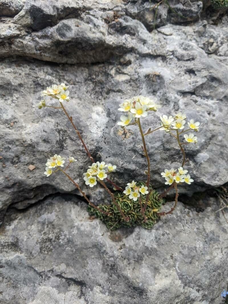 Saxifrage incrustée 4
