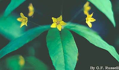 Lysimachia quadriflora 3