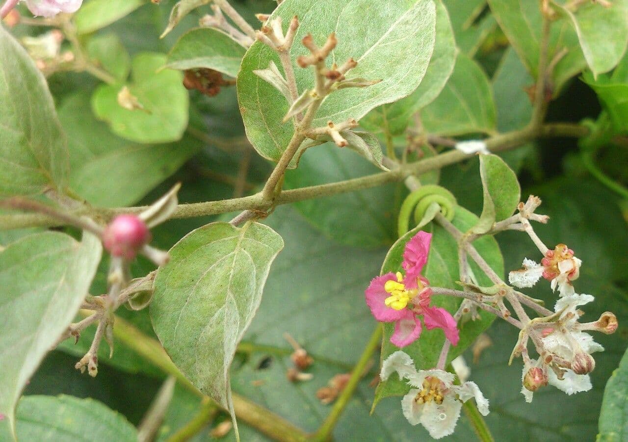 Banisteriopsis muricata 13
