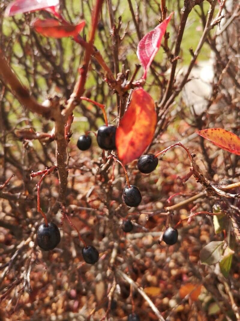 Farkleberry