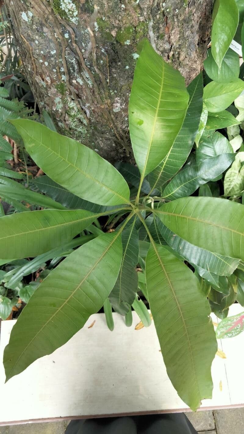 Alstonia 9