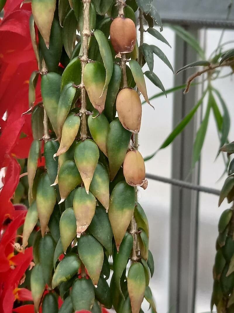 Columnea 3